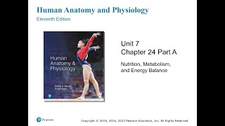 Anatomy and Physiology Chapter 24 Part A [upl. by Dnomyad]