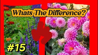 Annuals VS Perennials [upl. by Rothstein]