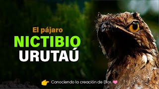 EL PÁJARO NICTIBIO URUTAÚ [upl. by Nirol]