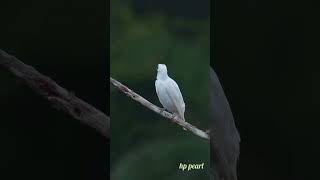 Barethroated bellbird birds barethroated hppearl birdsofparadise trending ytshorts yt fyp [upl. by Hatnamas]