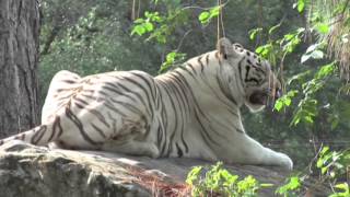 Worlds First White Tiger Safari amp Zoo Mukundpur [upl. by Noislla]