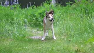 Norsk Lundehund Velho chasing rocks [upl. by Ipoillak]