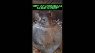 Why Do Chinchillas Bathe In Dustshorts [upl. by Lauri]