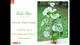 Aralia  Dinner Plate Aralia  How to Care amp Grow Aralia Plant  Tips to Grow Aralia  Aralia Care [upl. by Shaylynn]