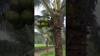 rawatan kelapa pandan wangi pakae asap [upl. by Miarhpe777]