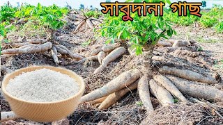 দেখুন কি দিয়ে সাবুদানা তৈরি করা হচ্ছে। Sabudana Making Process In Food Factory  How Its Made [upl. by Nylinnej]