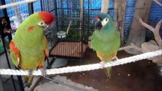 Illiger Macaw Red Fronted Macaw do small talk [upl. by Reniar]