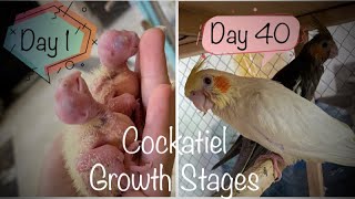 Cockatiel chicks growth stages day 1 to day 40 baby chick to flying cockatiel [upl. by Sirac390]