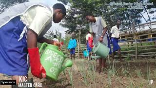 Watering fertilizer application and care for onion farm Bisease Senior High School [upl. by Milli]