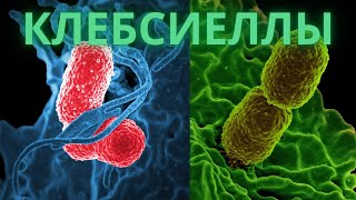 Клебсиеллы Klebsiella  Заболевания Патогенез Эпидемиология Диагностика Профилактика Лечение [upl. by Enylhsa]