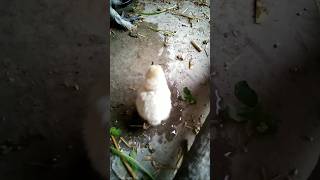 chicks hen Trending️ youtubeshorts birds [upl. by Cavill]