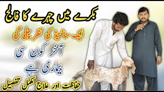 Listeriosis in Goat  Dr Mohsin [upl. by Bekha]