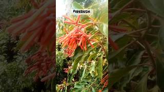 Firecracker Mexican bush  firebush  beautiful flowering  Hamelia patens [upl. by Anihsit]