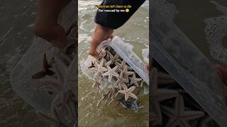 Rescue mission Over 100 Starfish safely returned to their home 🥺 [upl. by Annoyi]