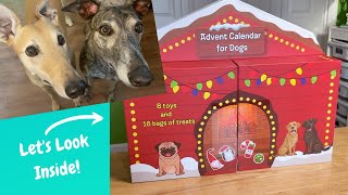 Costco Advent Calendar for Dogs amp Day 1 Reveal Will the Greyhounds Like it [upl. by Meares]