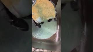 sponge squeezing ASMR gain detergent and tide detergent so good smelled soooo 🔥🔥 spongesqueezing [upl. by Verne]