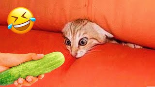 Funniest Animals 2023 😂 New Funny Cats and Dogs 😹🐶 Part 1 [upl. by Gallard]