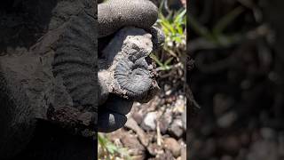 Concreción con Fósil de Ammonite de la era Mesozoica del periodo Cretácico [upl. by Idisahc]