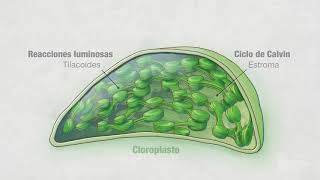 Fotosíntesis Parte 4 Cloroplastos  Video HHMI BioInteractive [upl. by Bina]