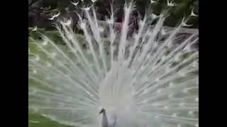 The most beautiful white peacock opening feathers [upl. by Kent]