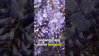 Asian WISTERIA Invasive Threat to Native Ecosystems [upl. by Sucramrej]