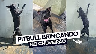 Cachorro Pitbull brincando no chuveirão ele ama Cachorro Peixe Boi [upl. by Faith511]