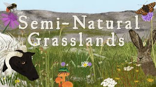 The biodiversity and importance of Irelands seminatural grasslands [upl. by Notle551]