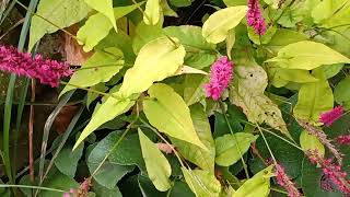 persicaria met de namen erbij [upl. by Namwen]