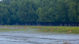 नीलगिरि पर्वत श्रृंखला के जैवमंडल।—Nilgiri Biosphere Ecosystem amp Wildlife—HindiDocumentary EP2 [upl. by Darwen598]