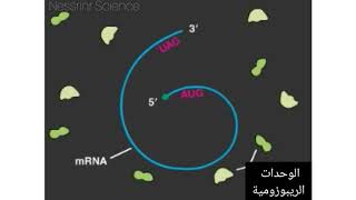 متعدد الريبوزوم  polyribosomes [upl. by Hussey585]