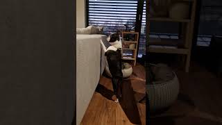 Boston terrier puppy meeting another Boston terrier for the first time [upl. by Ernaline]