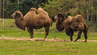 Unbelievable Facts about the TwoHumped Bactrian Camel You Wont Believe [upl. by Prochora]