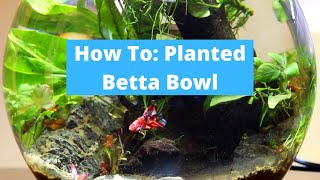 Betta Fish Bowl Aquascape Easy and Ethical Setup [upl. by Sivie]