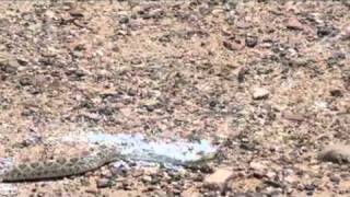 Snake Repellent Video 1 Western Diamonback Rattlesnake [upl. by Hahn]