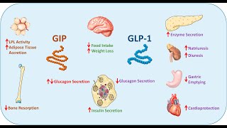 Tirzepatides Unique Mechanism of Action  GIPGLP1 Dual Agonist [upl. by Ellinej]