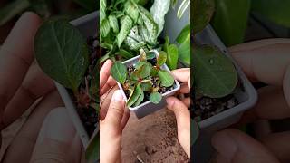 Repotting amp Growing Euphorbia Seedlings  Euphorbia Plant Care [upl. by Hoover]