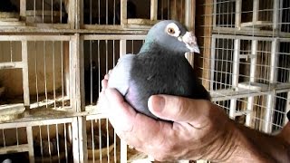 long distance racing pigeons by Joe Richir  Racing Pigeon [upl. by Essinger]