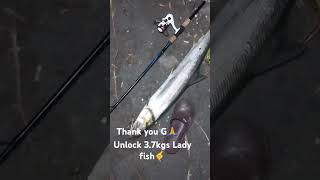 37kgs Ladyfish landed using 8grms minnow pinksilver [upl. by Ahsimot198]