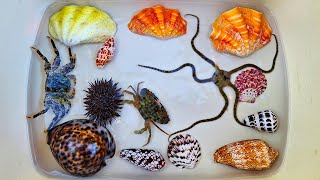 Finding Hermit Crab and Ornamental Fish crab conch snail pufferfish starfish shell sea urchin [upl. by Alat]