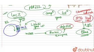 How does betagalactosidase coding sequence act as a selectable marker  Why is it a preferred [upl. by Ikairik]