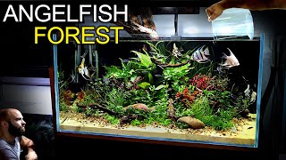 Building a STUNNING 3ft Aquarium for Angelfish amp Emperor Tetras [upl. by Arateehc]