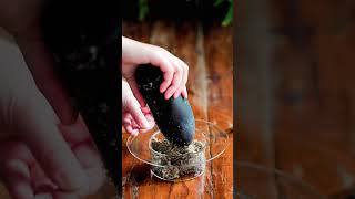 diy tutorial plant saxifrage in a stylish way indoorgarden bonsai diy terrariumart [upl. by Saeger]