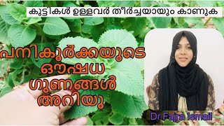 Panikoorkka  പനികൂർക്കയുടെ ഔഷധ ഗുണങ്ങൾ അറിയൂ  Health Benefits Of Panikoorkka [upl. by Camden346]