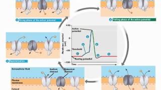 Neurons and action potentials [upl. by Eehc114]