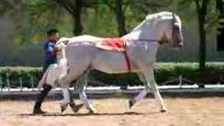 Lipizzaner Dance [upl. by Gridley]