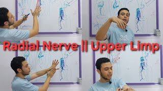 Radial Nerve Courseinjury  Cubital Fossa  Upper Limp [upl. by Vogel]