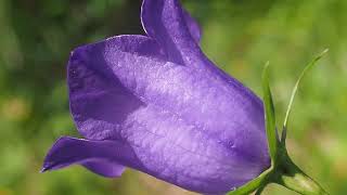 Campanule à feuilles de pêcher Campanula persicifolia [upl. by Vicky636]