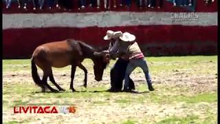 Doma de Caballos salvajes en Livitaca Perú [upl. by Annuaerb19]