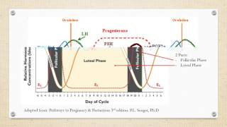 Estrous Cycle of Cattle [upl. by Akcimahs]