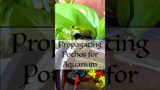 Propagating pothos for aquarium [upl. by Nnylak]